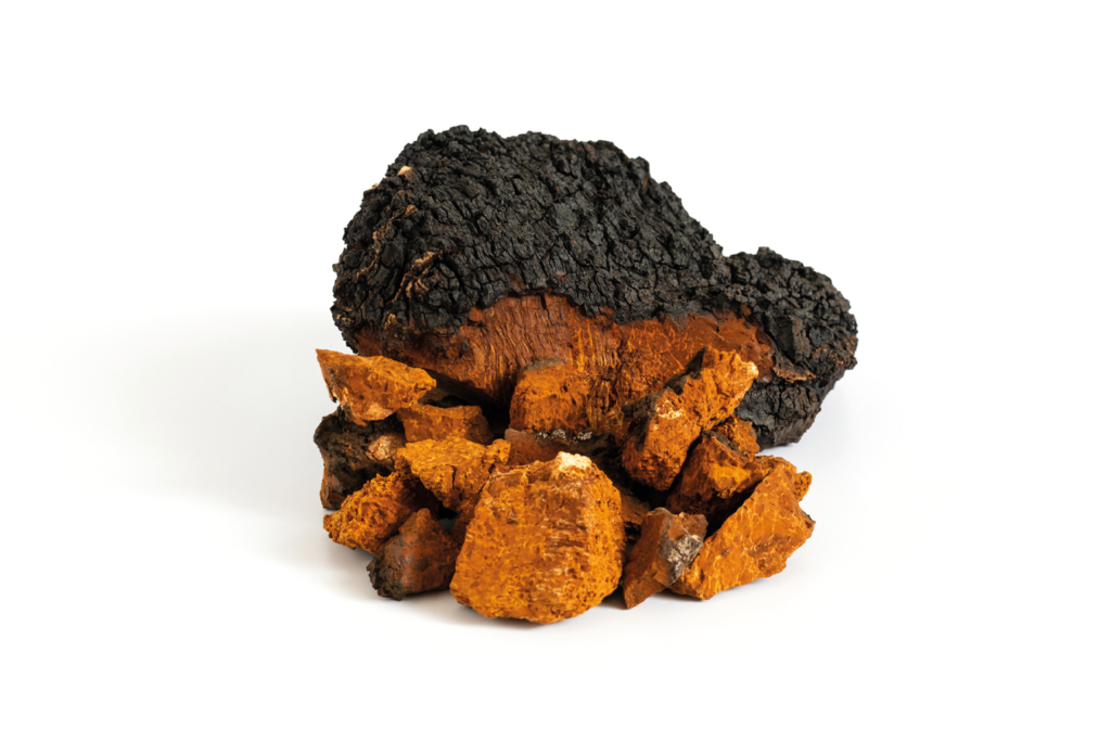 Chaga Mushroom