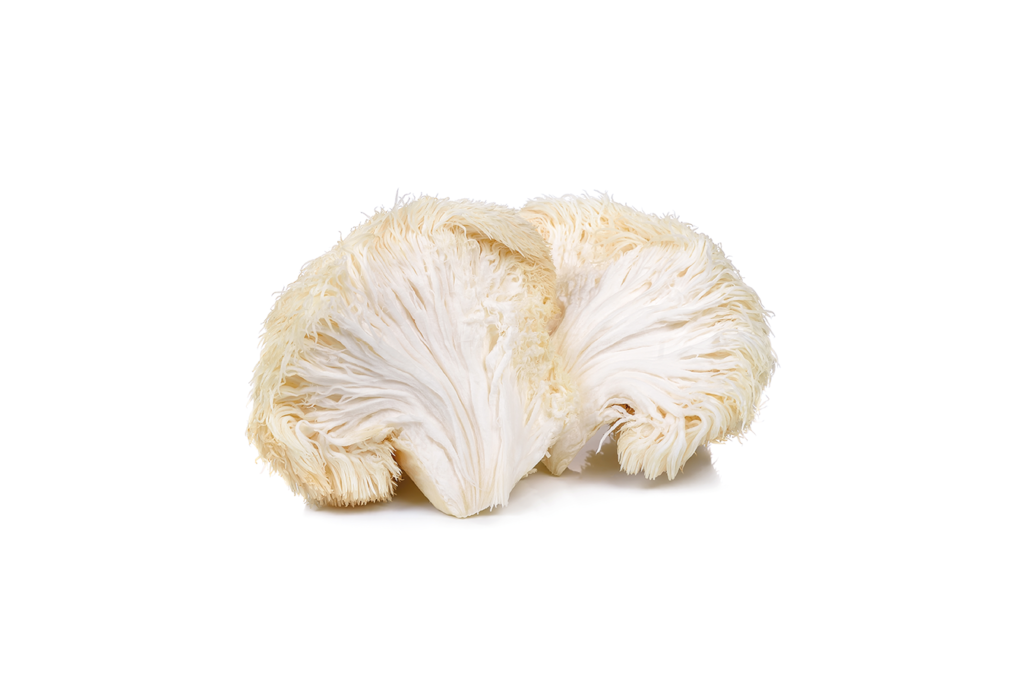 Lions Mane Mushroom